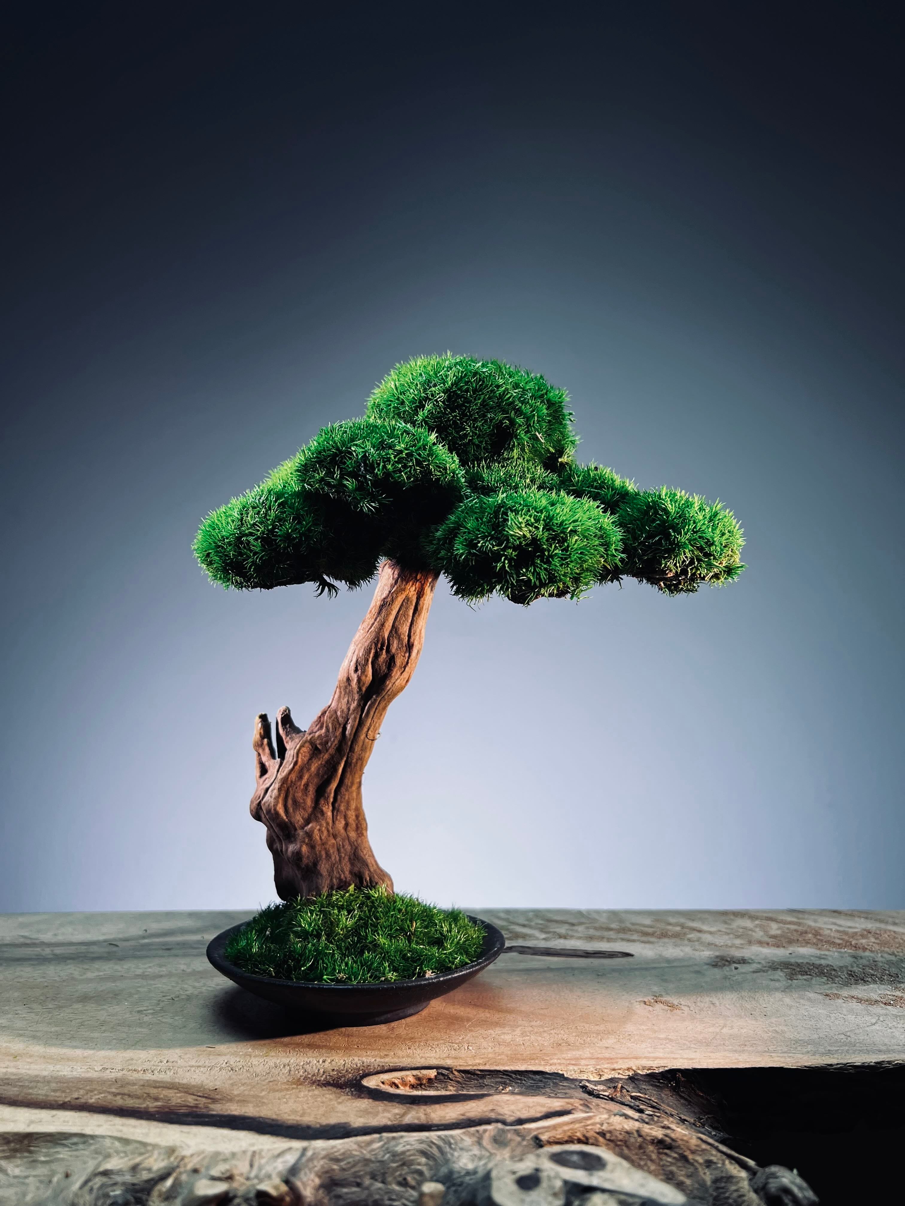 Greenwood - Freshman (Preserved Plants)