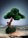 Greenwood - Freshman (Preserved Plants)
