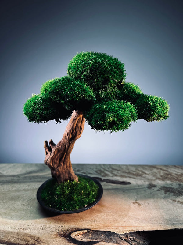 Greenwood - Freshman (Preserved Plants)