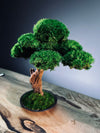 Greenwood - Freshman (Preserved Plants)