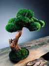 Greenwood - Freshman (Preserved Plants)
