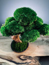 Greenwood - Freshman (Preserved Plants)