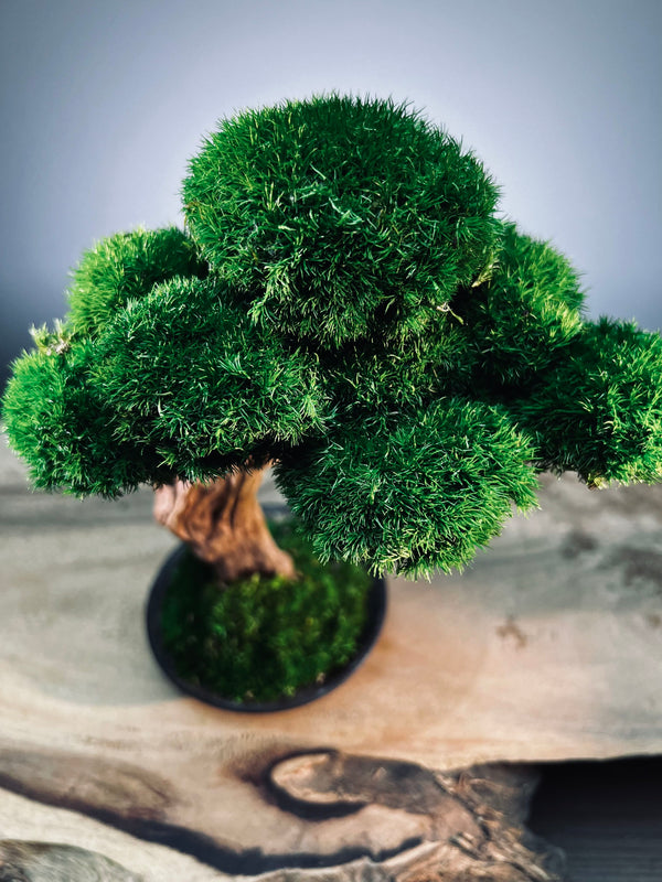 Greenwood - Freshman (Preserved Plants)