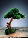 Greenwood - Freshman (Preserved Plants)
