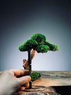 Greenwood - Freshman (Preserved Plants)