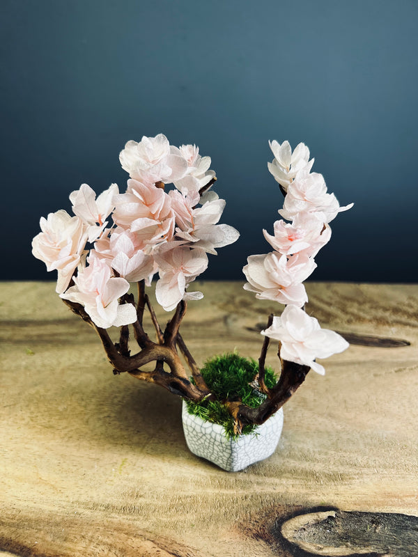 A Small Tree in the East - Sakura (Preserved Plants)