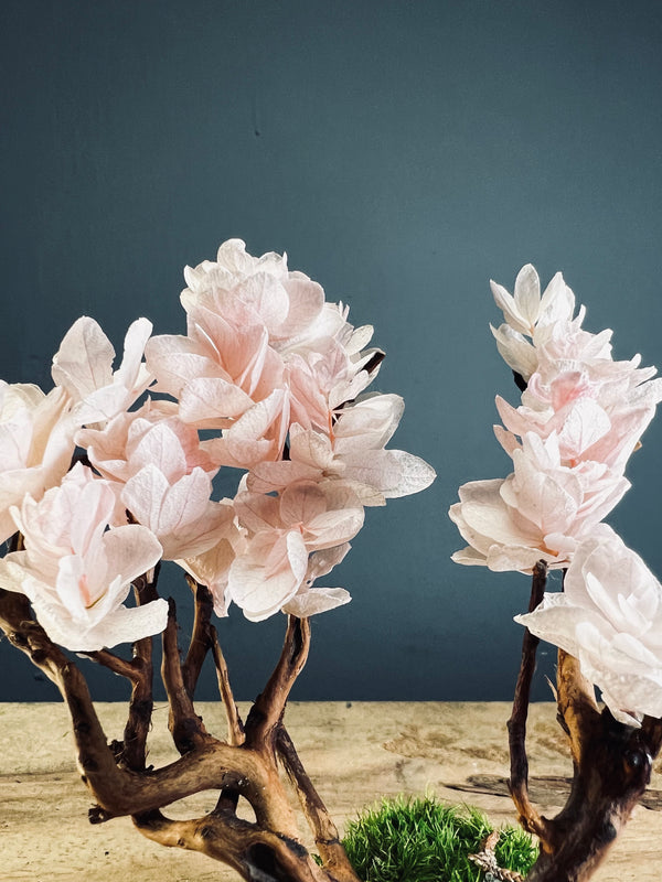 A Small Tree in the East - Sakura (Preserved Plants)