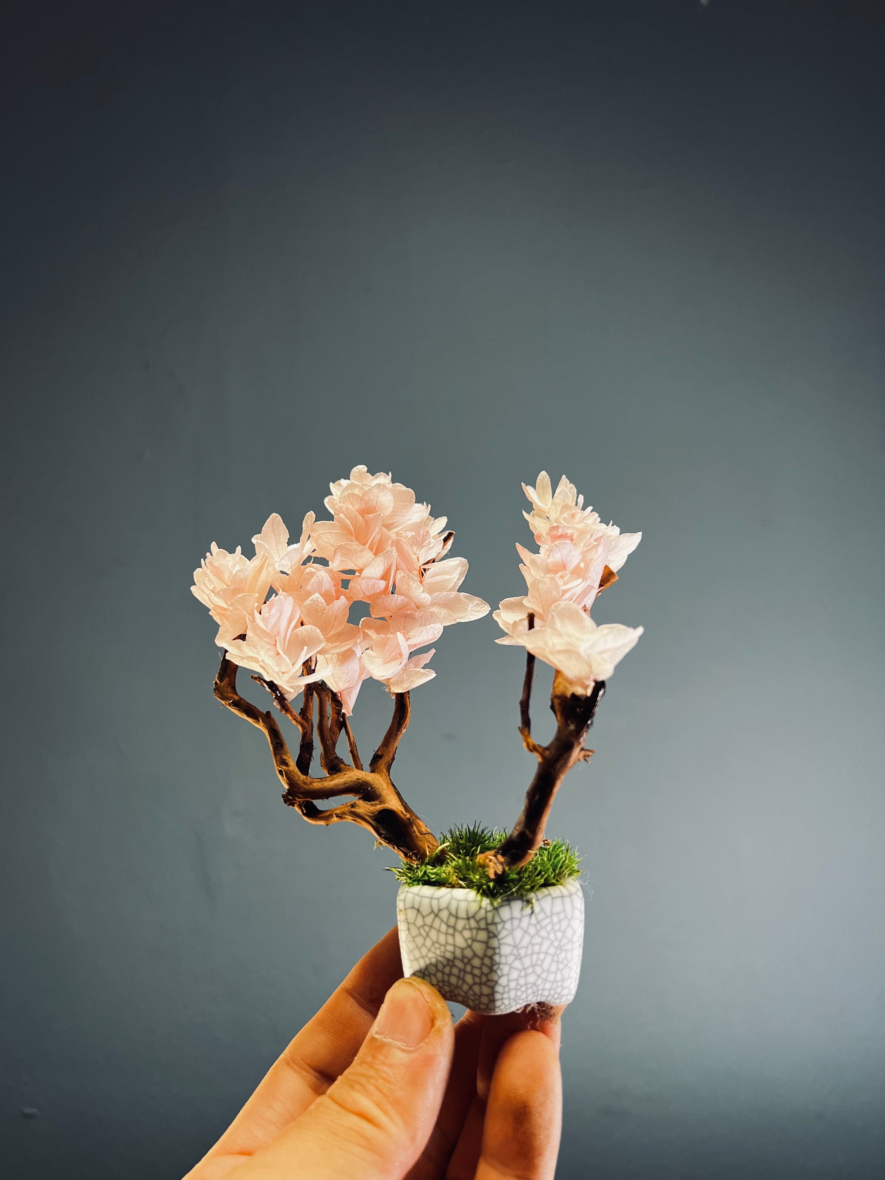 A Small Tree in the East - Sakura (Preserved Plants)