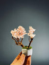 A Small Tree in the East - Sakura (Preserved Plants)