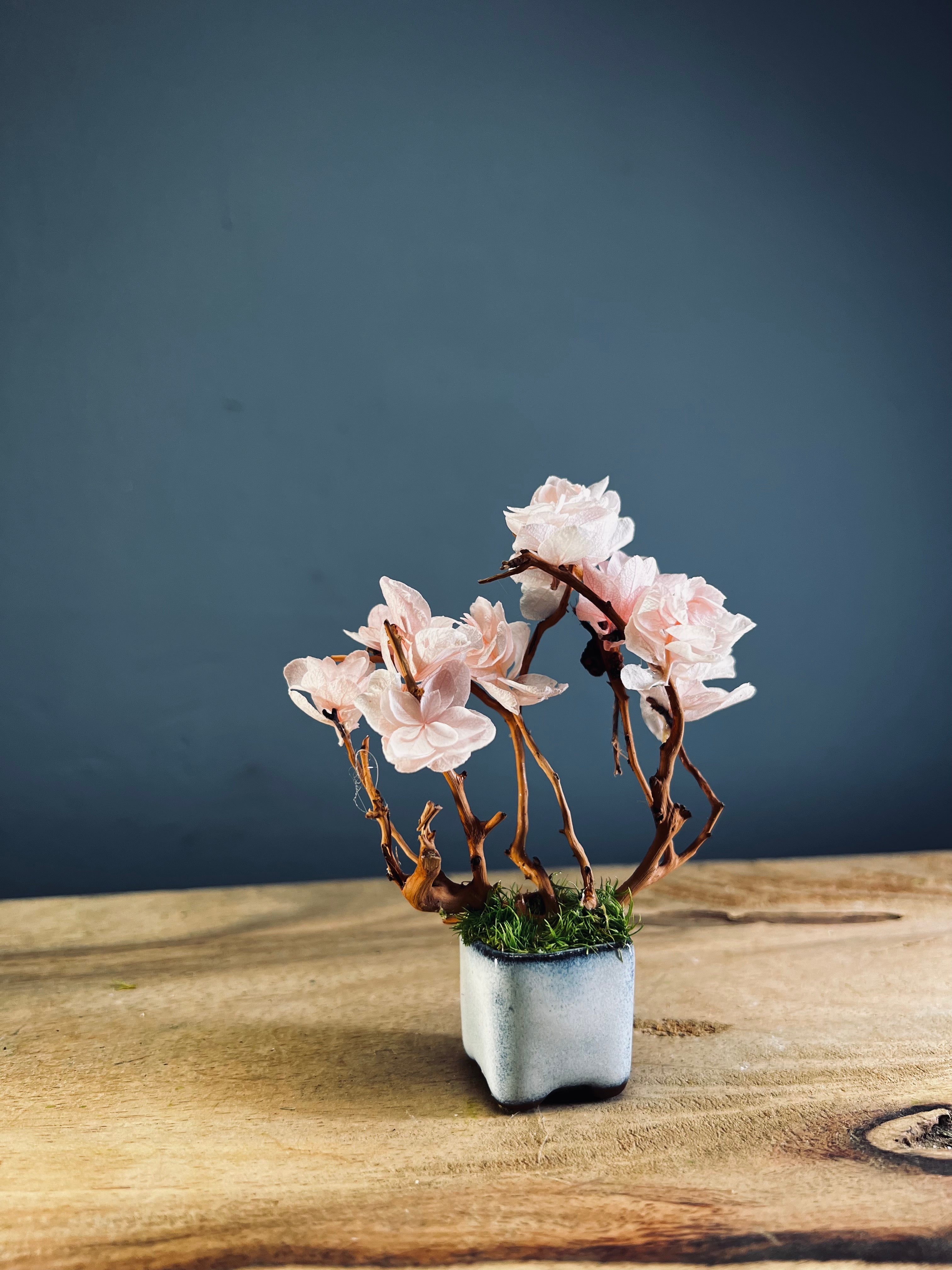 A Small Tree in the East - Sakura (Preserved Plants)