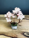 A Small Tree in the East - Sakura (Preserved Plants)