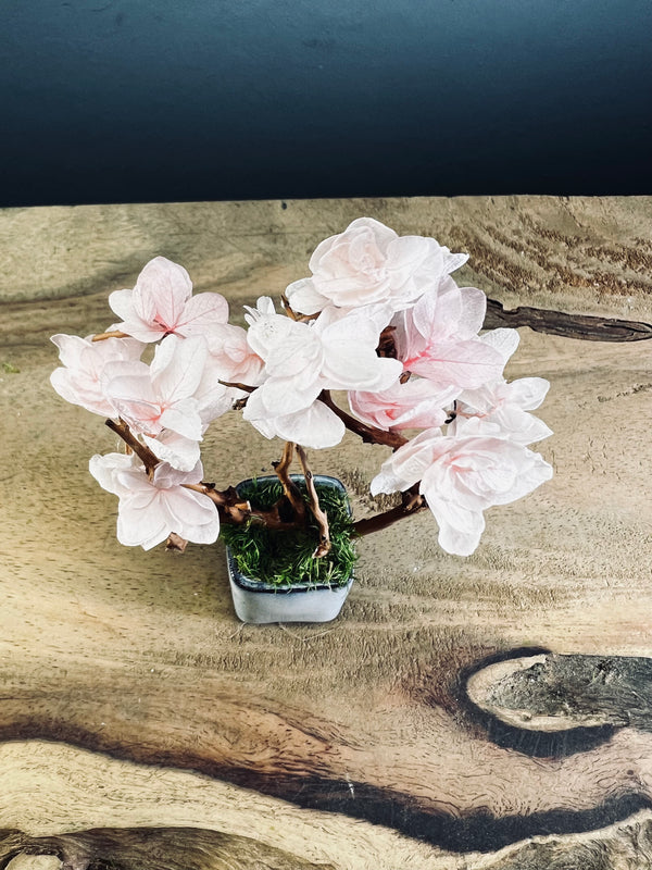 A Small Tree in the East - Sakura (Preserved Plants)