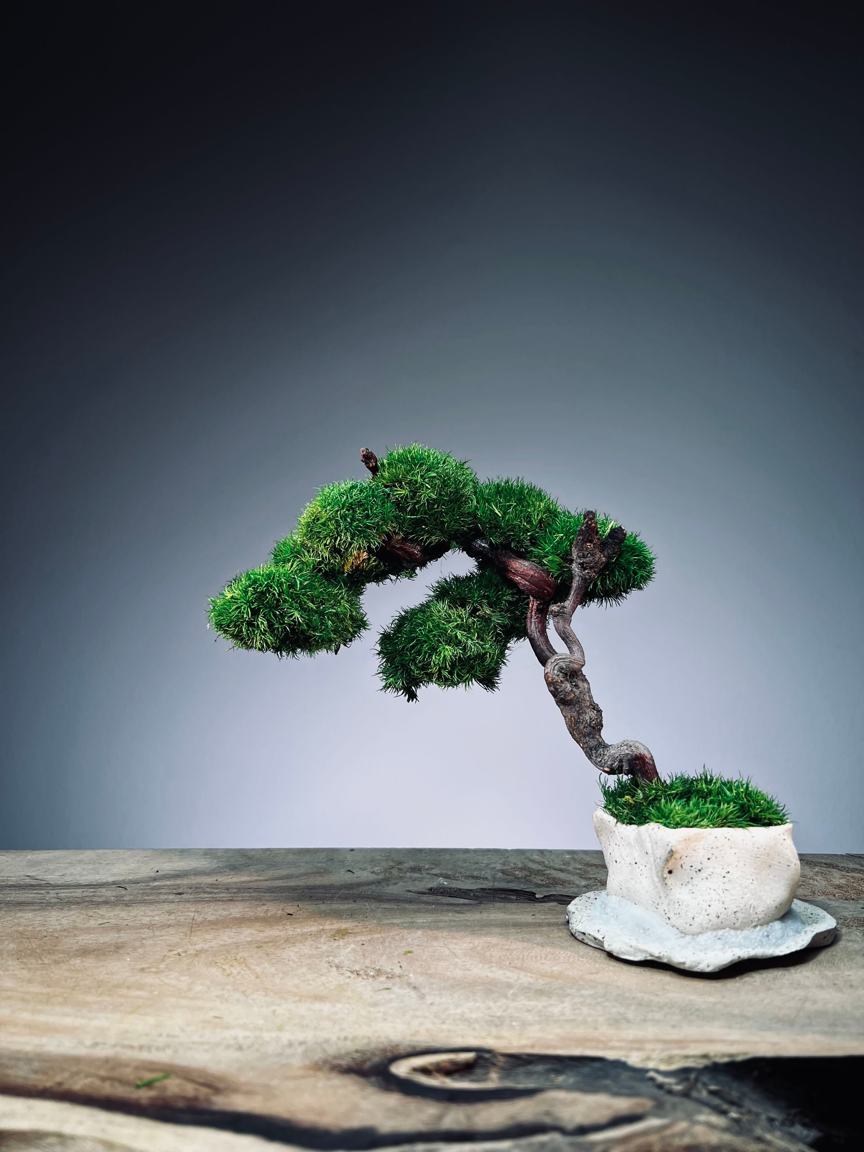 Rosewood - An Artist's Grace (Preserved Plants)