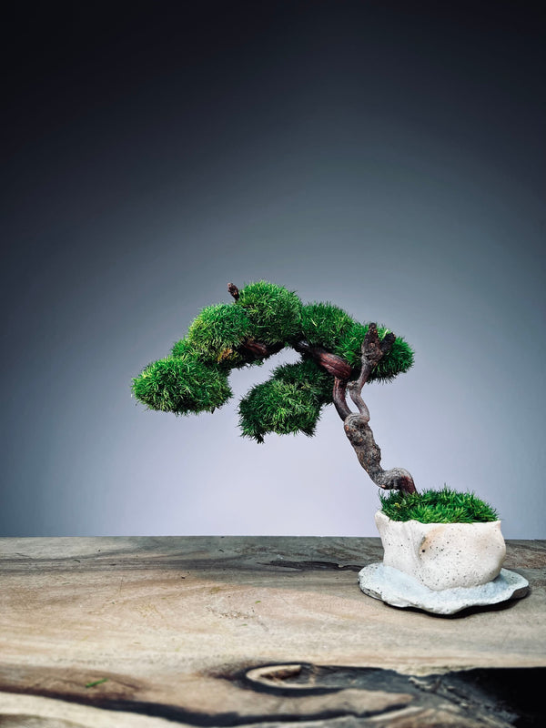 Rosewood - An Artist's Grace (Preserved Plants)