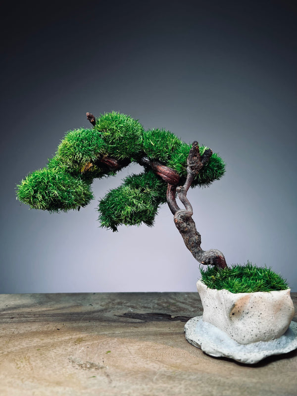 Rosewood - An Artist's Grace (Preserved Plants)