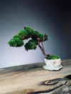 Rosewood - An Artist's Grace (Preserved Plants)