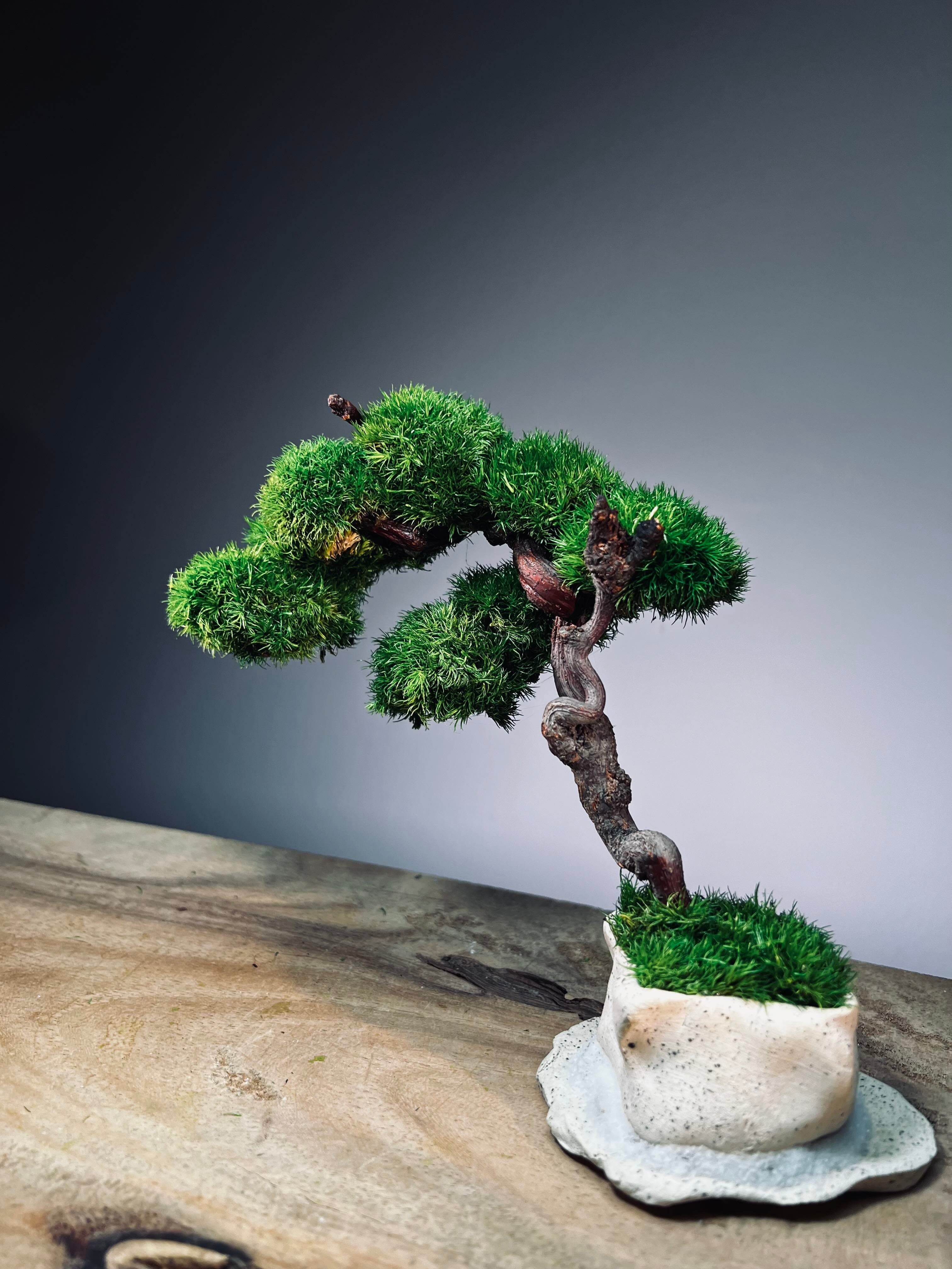 Rosewood - An Artist's Grace (Preserved Plants)