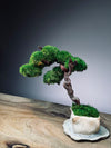 Rosewood - An Artist's Grace (Preserved Plants)