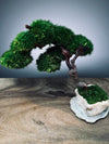 Rosewood - An Artist's Grace (Preserved Plants)