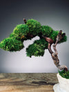 Rosewood - An Artist's Grace (Preserved Plants)