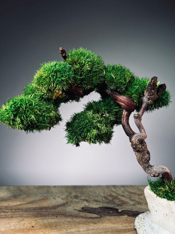 Rosewood - An Artist's Grace (Preserved Plants)