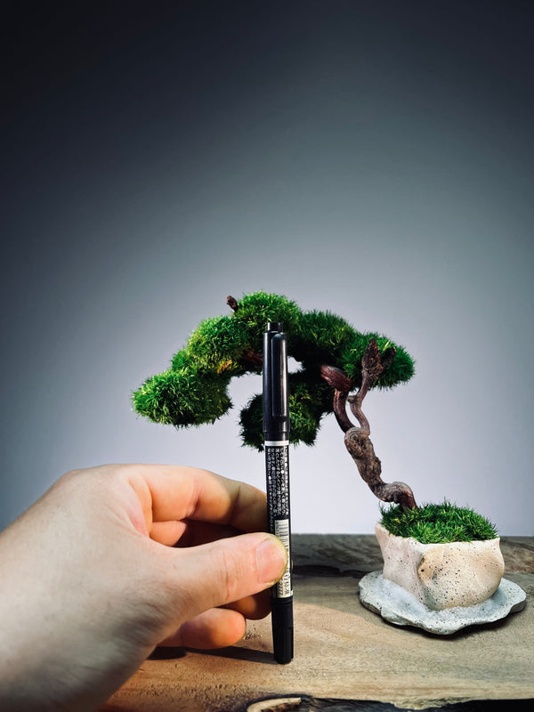Rosewood - An Artist's Grace (Preserved Plants)