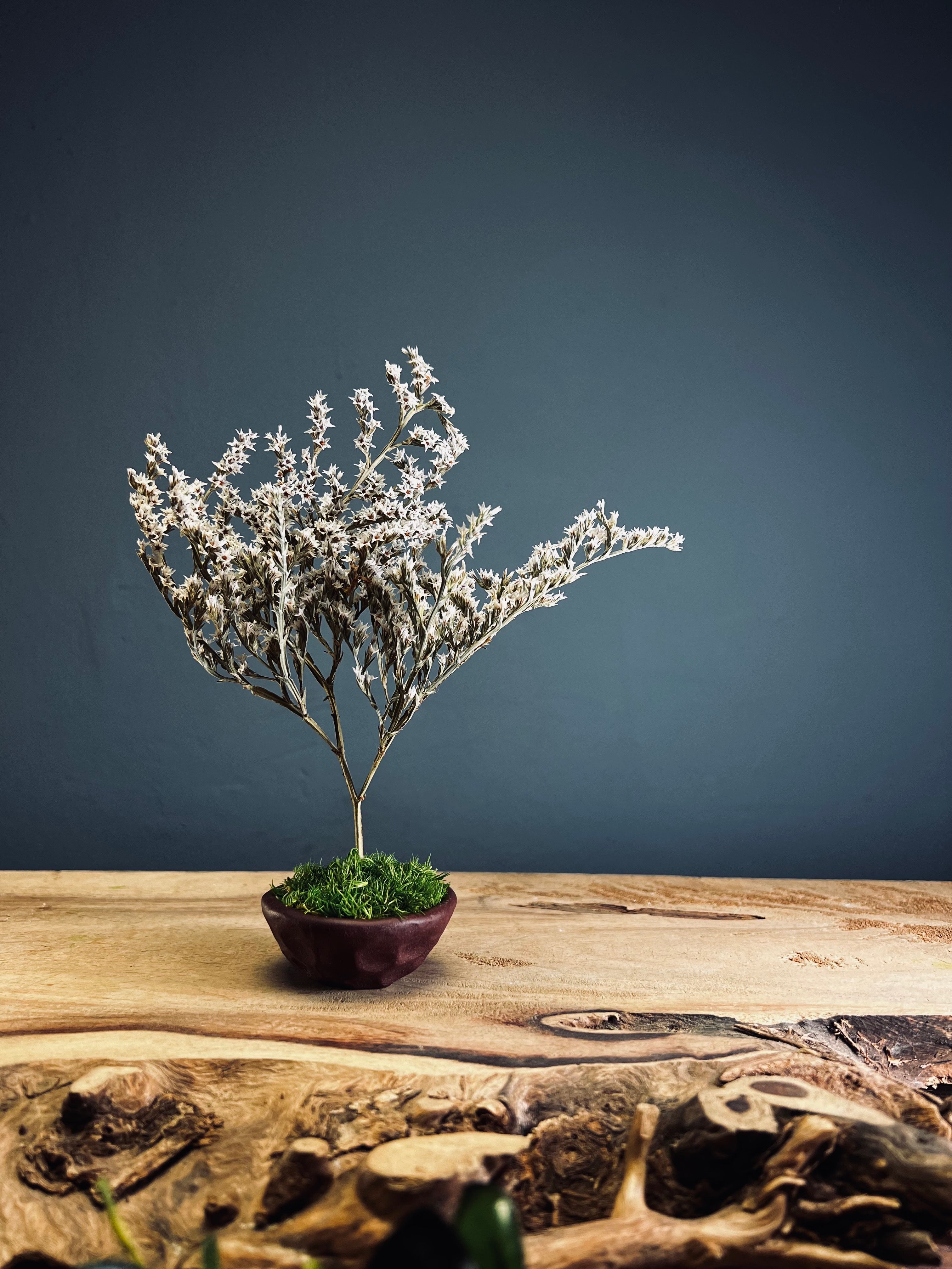 Kindling - Statice edition - Smaller version (Preserved Plants)