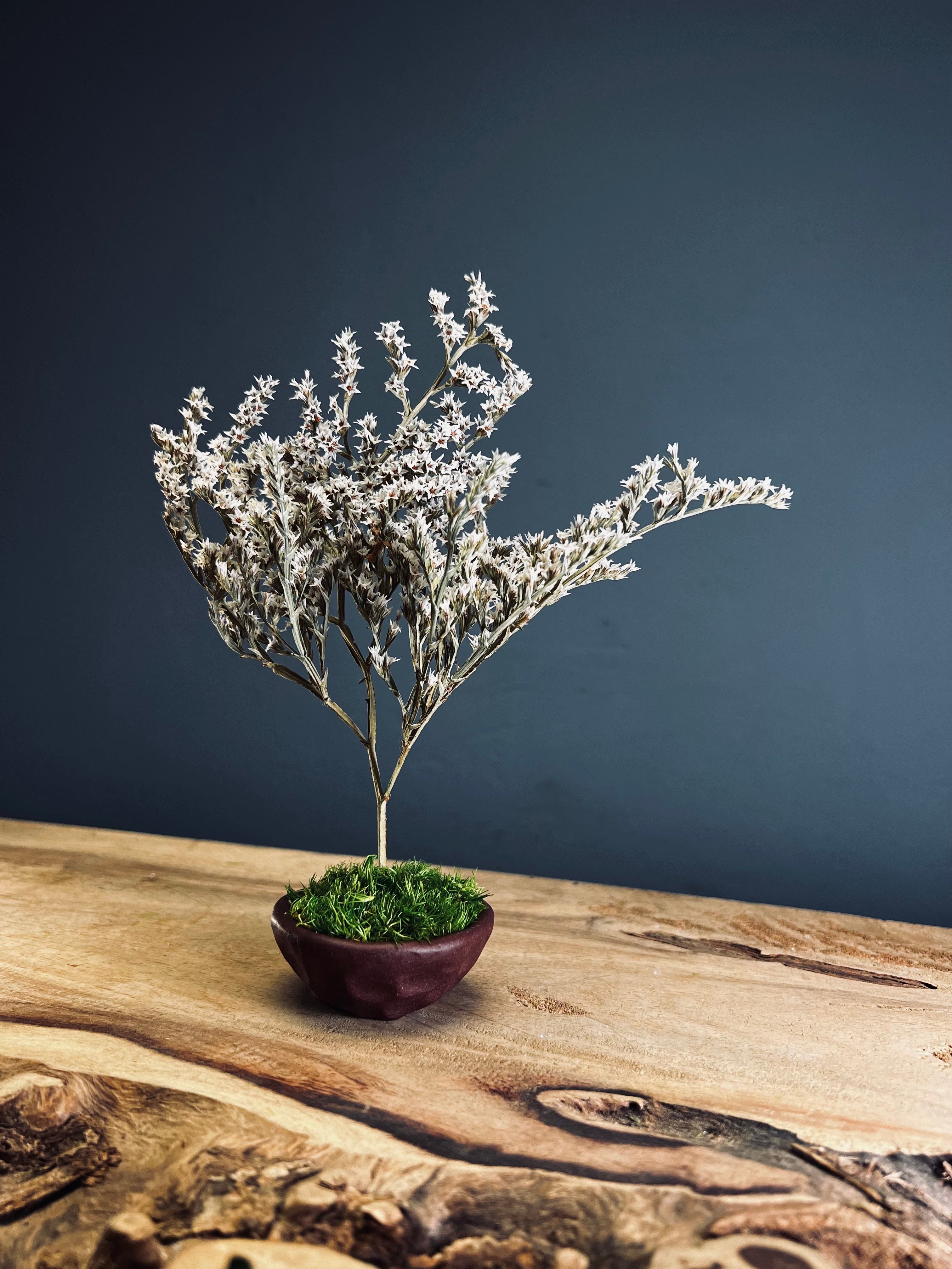 Kindling - Statice edition - Smaller version (Preserved Plants)