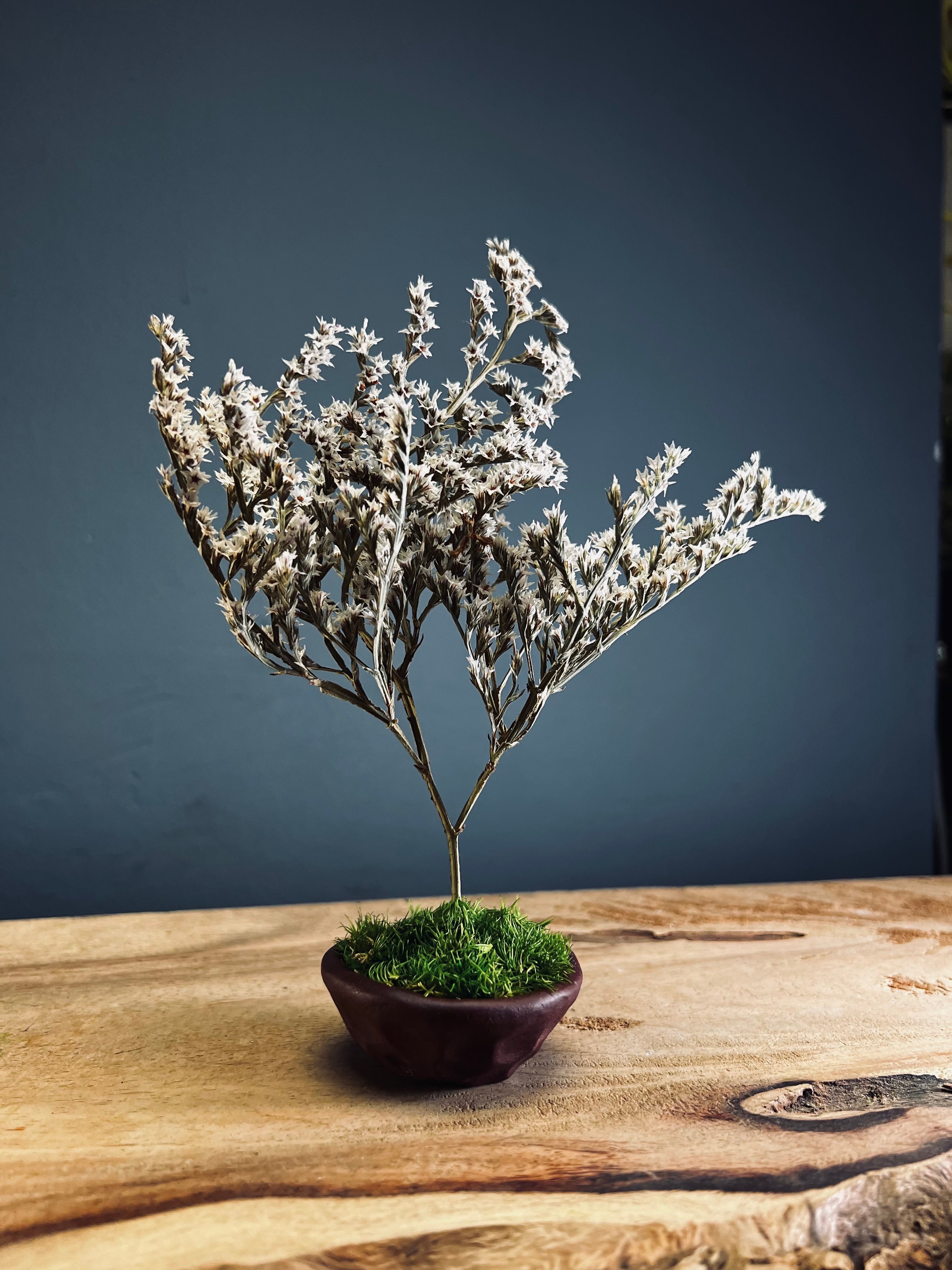 Kindling - Statice edition - Smaller version (Preserved Plants)