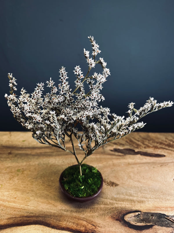 Kindling - Statice edition - Smaller version (Preserved Plants)