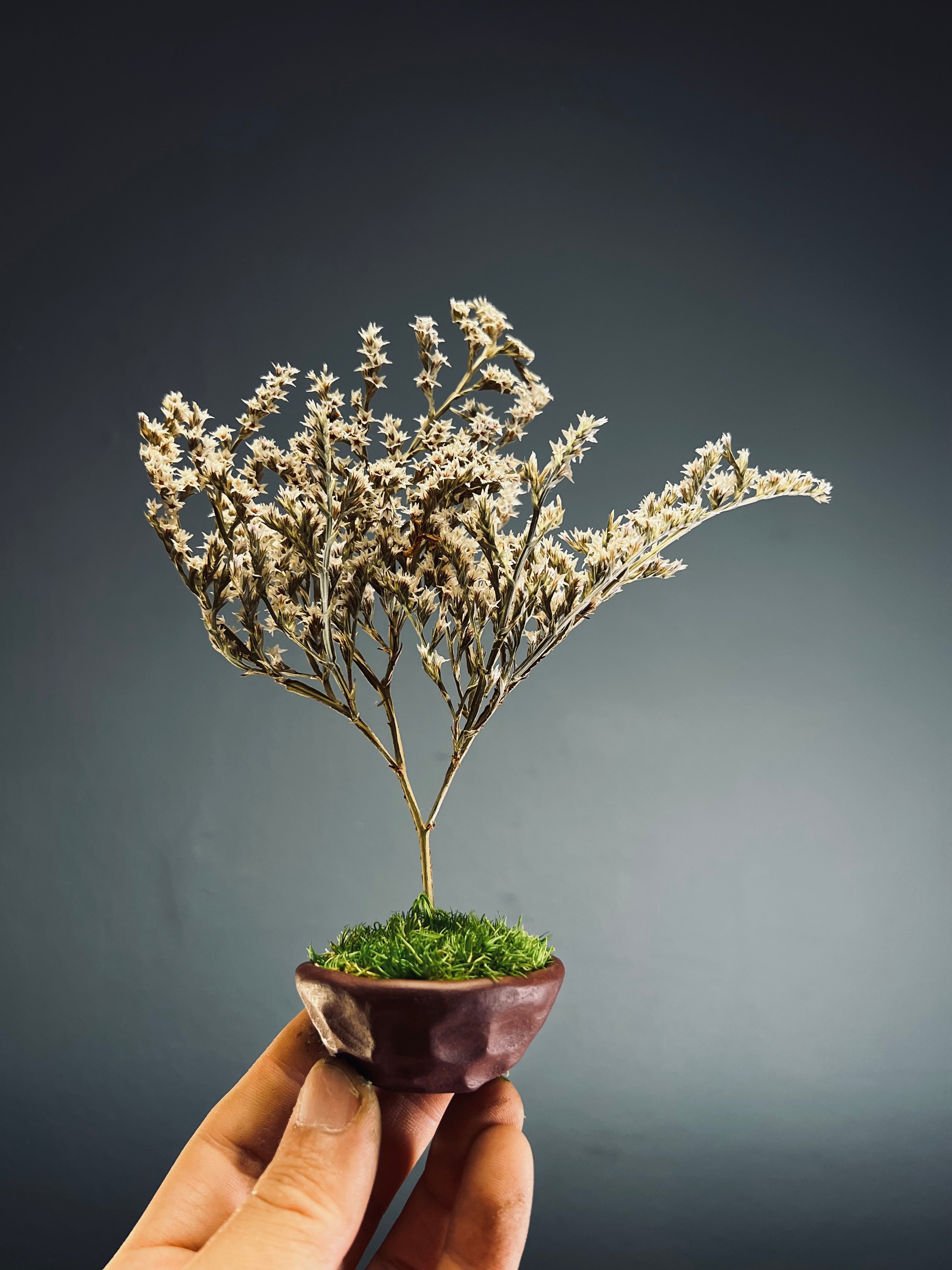 Kindling - Statice edition - Smaller version (Preserved Plants)