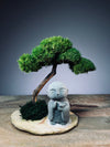 A Small Tree in the East - Classic - Journeyman (Preserved Plants)