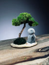 A Small Tree in the East - Classic - Journeyman (Preserved Plants)