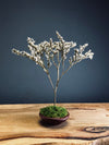 Kindling - Statice edition - Smaller version (Preserved Plants)