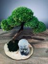 A Small Tree in the East - Classic - Journeyman (Preserved Plants)