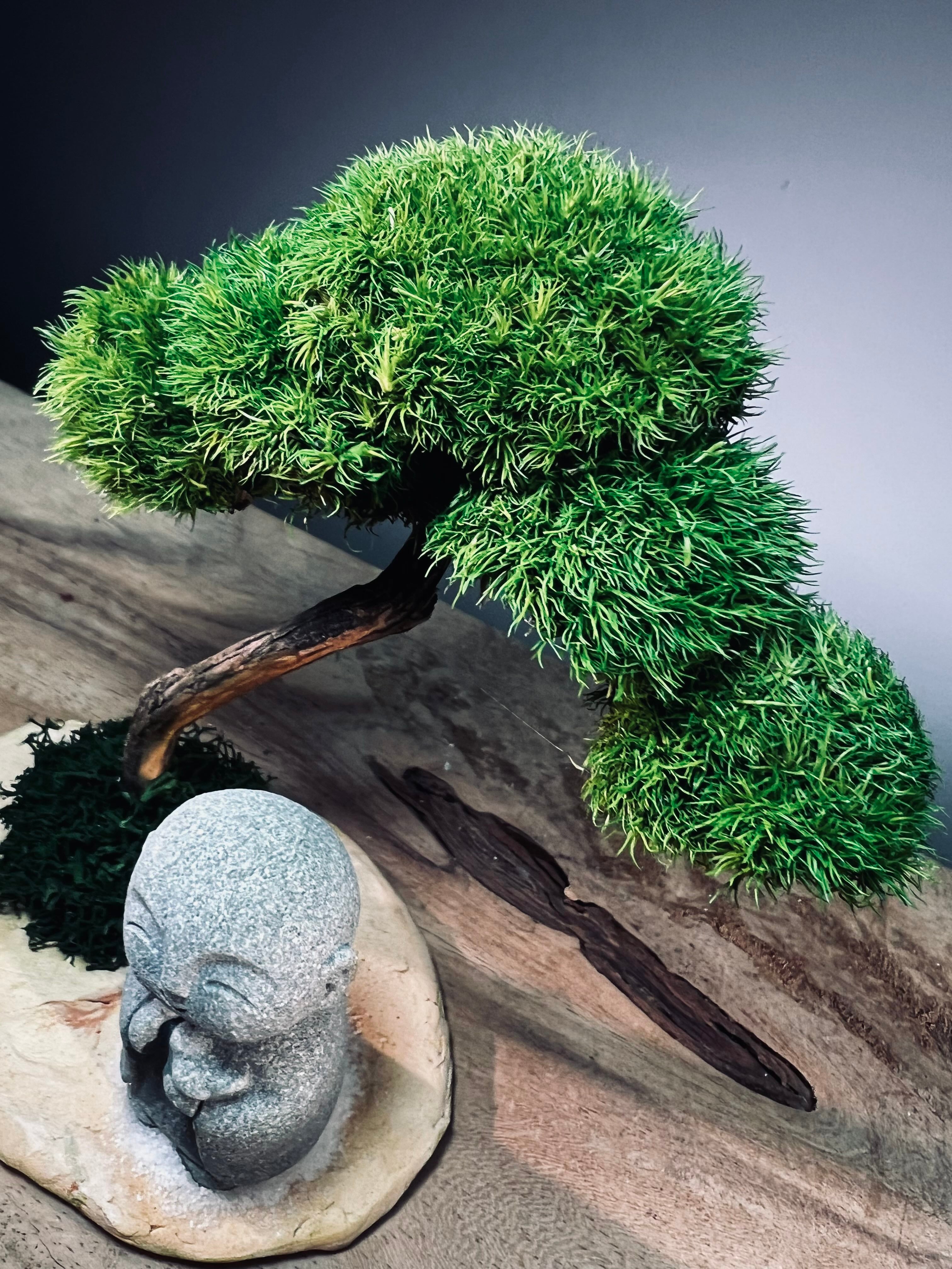 A Small Tree in the East - Classic - Journeyman (Preserved Plants)