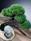 A Small Tree in the East - Classic - Journeyman (Preserved Plants)