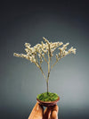 Kindling - Statice edition - Smaller version (Preserved Plants)