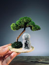 A Small Tree in the East - Classic - Journeyman (Preserved Plants)