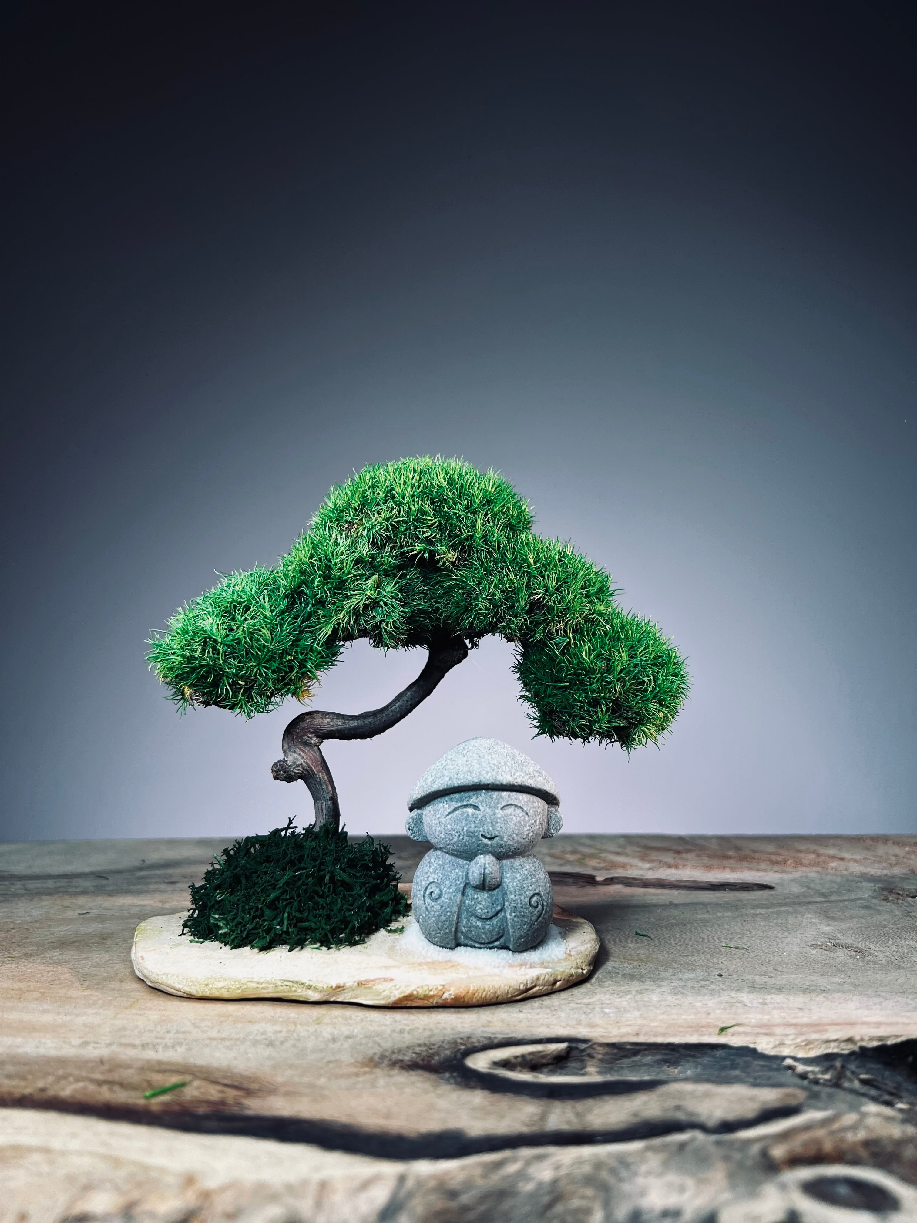 A Small Tree in the East - Classic - Journeyman (Preserved Plants)