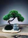 A Small Tree in the East - Classic - Journeyman (Preserved Plants)