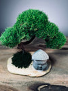 A Small Tree in the East - Classic - Journeyman (Preserved Plants)