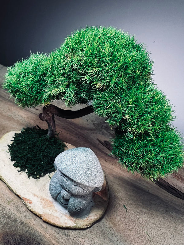 A Small Tree in the East - Classic - Journeyman (Preserved Plants)