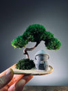 A Small Tree in the East - Classic - Journeyman (Preserved Plants)
