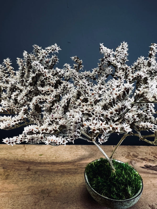 Kindling - Statice edition (Preserved Plants)