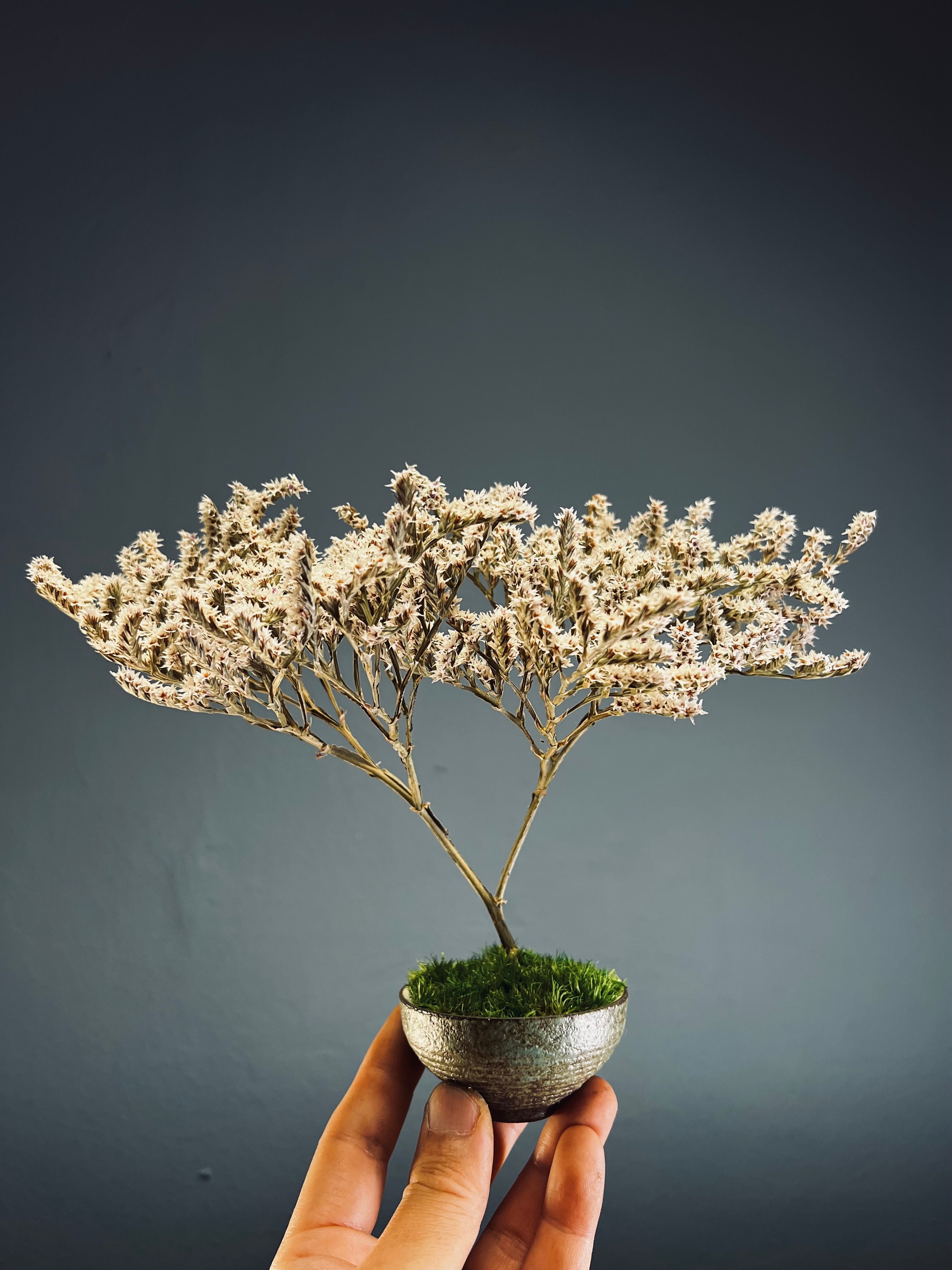 Kindling - Statice edition (Preserved Plants)