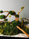 Land of Wild (Preserved Plants)
