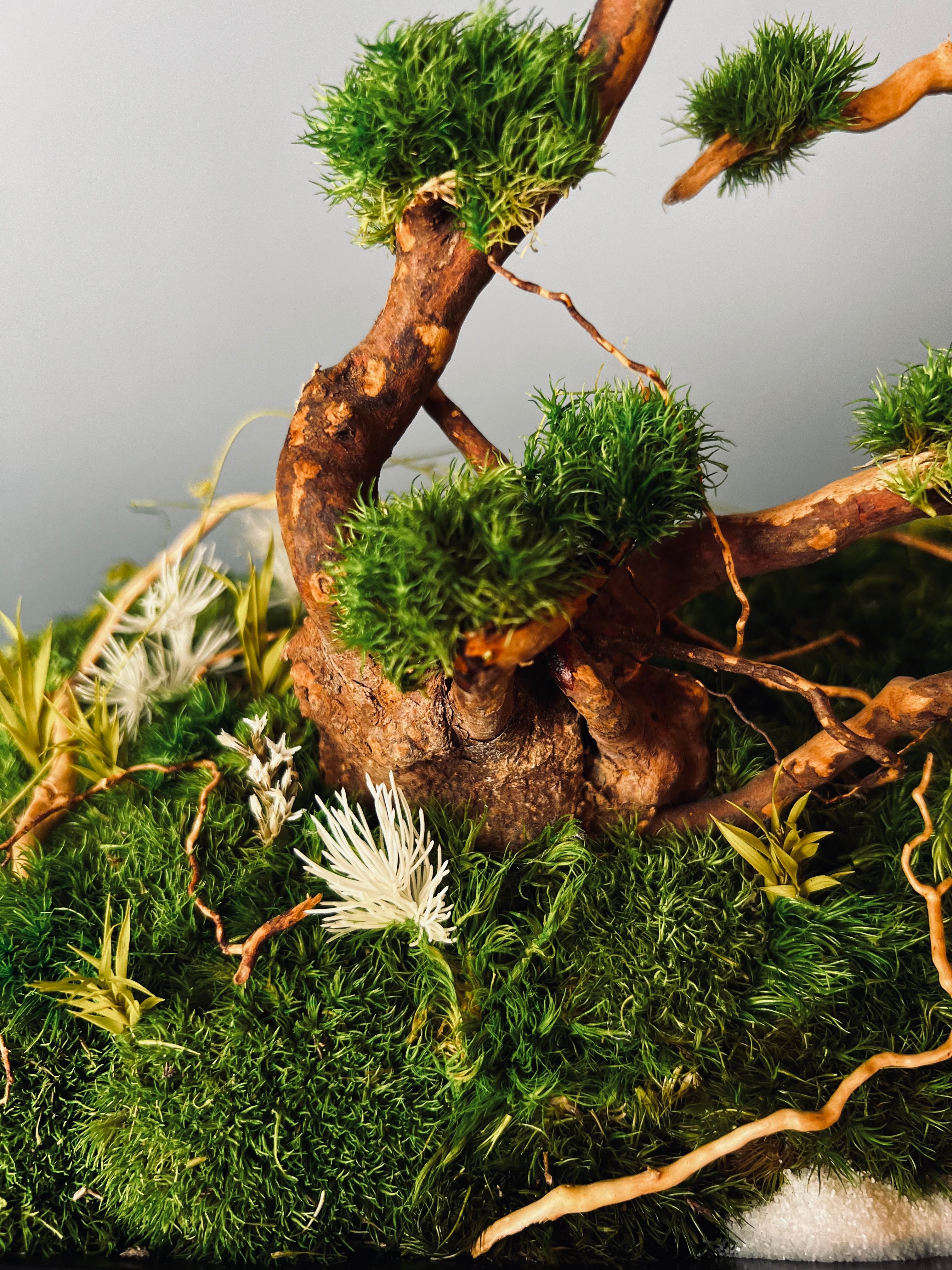 Land of Wild (Preserved Plants)