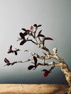 Half-Moon Bay - In Autumn (Preserved Plants)