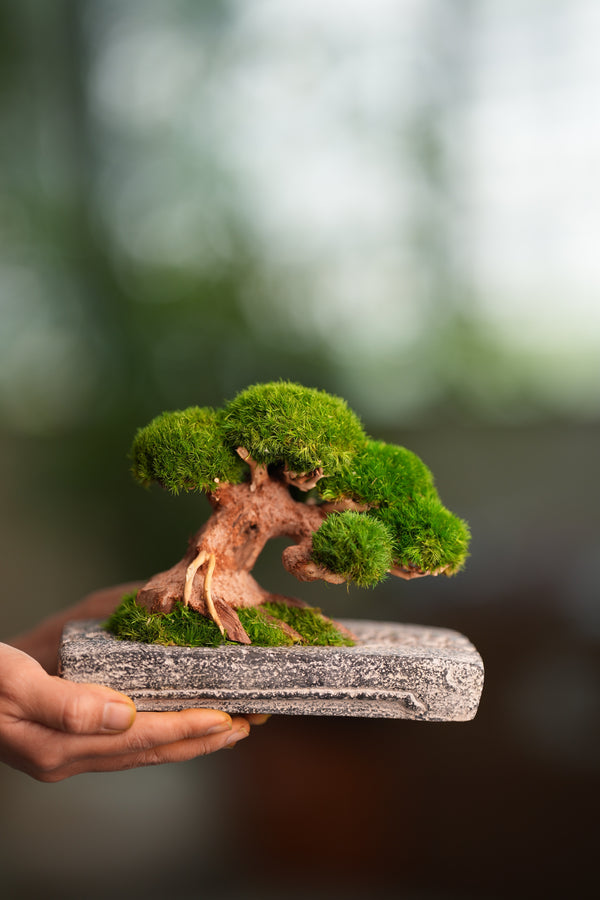 Slow Wood - Young - Anchor edition (Preserved Plants)